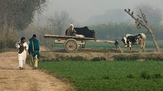 Beautiful Village Life of Punjab Pakistan  Beautiful Pakistan  Explore Pakistan [upl. by Wilfreda]