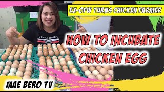 Proper Chicken Egg Incubation Process  Rhode Island Red [upl. by Dasya993]