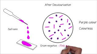 Grams Staining [upl. by Keele]