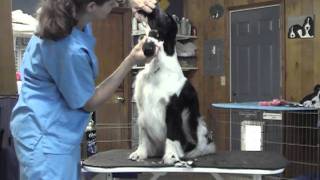 English Springer Spaniel Grooming Part 1 [upl. by Ranger372]