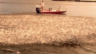 Epic Mullet Migration in Florida [upl. by Sivie]