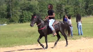 Black Tennessee Walking Horse on Douglassville Riding Club Race Track [upl. by Phillada593]