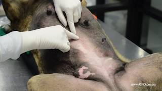 SpayNeuter Surgery Incision Placement [upl. by Pryce]