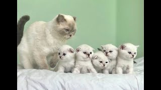 Scottish fold Kittens [upl. by Binette677]