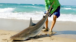 Catching Sharks from the Beach amp How it Started [upl. by Frum]