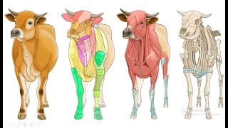 Veterinary AnatomyOsteology 1 [upl. by Nilrak360]