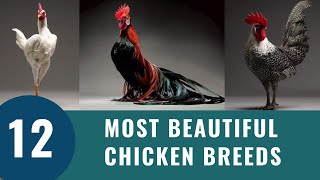 Top 12 Most Beautiful Chicken Breeds 2023 [upl. by Eilitan516]