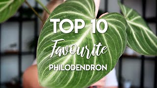 My Top 10 Philodendron  All easycare [upl. by Atinrahs]