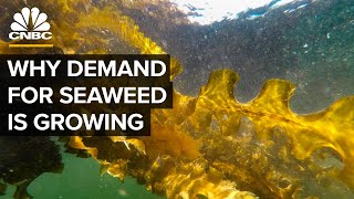 Why Demand For Seaweed Is About To Boom [upl. by Willock]