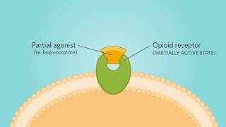 Mechanism of Action of a Partial Opioid Agonist [upl. by Sheelah757]