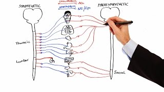 Pharmacology  AUTONOMIC NERVOUS SYSTEM MADE EASY [upl. by Cecelia]