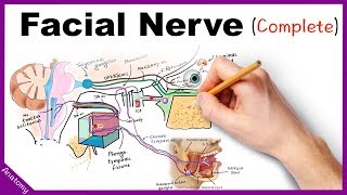 Facial Nerve Anatomy Simplified [upl. by Kessiah153]