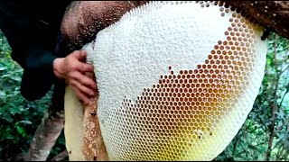 Wild Honey Harvesting Satisfying  Honeycomb is 14kg Delicious Honey [upl. by Whiffen]