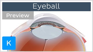 Eyeball structure and function preview  Human Anatomy  Kenhub [upl. by Sonstrom]