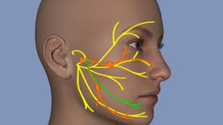 Understanding Facial Palsy [upl. by Anrahc35]