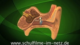 Das Ohr  Schulfilm Biologie [upl. by Kristopher]