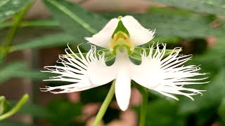 Egret Orchid In Bloom Habenaria radiata [upl. by Kirbie]