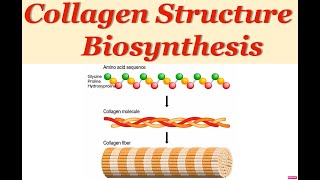 Collagen Structure and Synthesis  Extracellular Matrix [upl. by Smitt857]