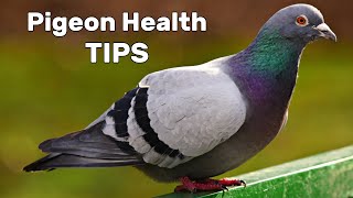 Pigeon Diseases and Treatment [upl. by Sadnak]