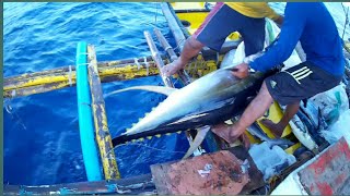 AMAZING TRADITIONAL TUNA FISHING in the PHILIPPINES  HANDLINE FISHING Filipino tuna fishing [upl. by Iene]