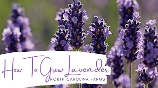 How to Grow Lavender [upl. by Galvan]