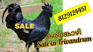 Karinkozhi Sale at Trivandrum [upl. by Johathan]