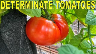 5 Reasons Why DETERMINATE TOMATOES Are BETTER Than Indeterminate [upl. by Egide]