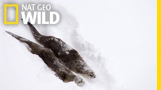 River Otters on the Run  Wild Yellowstone [upl. by Awram]