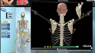 How Scapular Movement Works 3D Anatomy amp Diagrams [upl. by Uohk884]