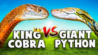 King Cobra VS Reticulated Python [upl. by Macnair647]