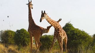 Funniest Giraffes Fighting Ever [upl. by Wohlen984]