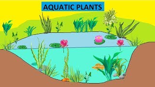 CBSE Class 4 Science Aquatic Plants [upl. by Calise]