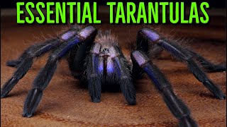 MUST HAVE Tarantulas  YOU Need These BIG Spiders [upl. by Sueahccaz]