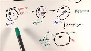 AS Biology  Phagocytosis OCR A Chapter 125 [upl. by Anived]