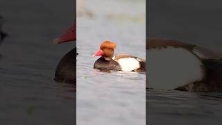 Redcrested Pochard [upl. by Lobell489]