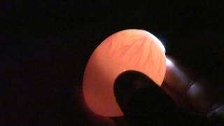 Candling Chick Eggs  Day 7 [upl. by Mccandless]