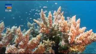 Great Barrier Reef  Das Paradies im Meer [upl. by Sofer]