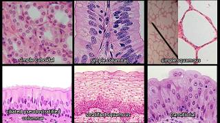 Identifying Epithelium  Review and Practice Questions [upl. by Adelbert370]