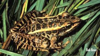 Pickerel Frog Lithobates palustris [upl. by Adnylem]