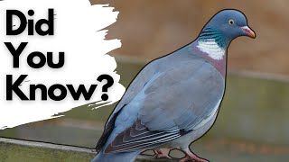 Things you need to know about WOOD PIGEONS [upl. by Bakemeier]