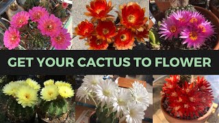 How to Make a Cactus Bloom ABUNDANTLY  Cactus Collection [upl. by Kiki851]