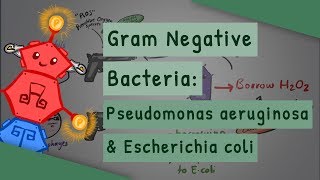 Gram Negative Bacteria Pseudomonas aeruginosa and Escherichia coli [upl. by Nnaeus491]