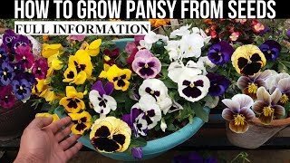 How To Grow Pansy From Seed With Full Updates [upl. by Weywadt]