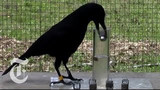 How Smart Are Crows  ScienceTake  The New York Times [upl. by Dugald311]