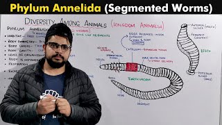 Phylum Annelida  Segmented Worms [upl. by Doty]