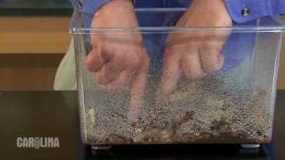 How to Care for Pillbugs [upl. by Culberson]