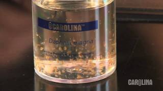 How to Care for Daphnia [upl. by Mingche]