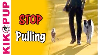 Train your dog to STOP pulling on leash [upl. by Erica]