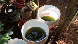 How to grow Green Water Algae [upl. by Dwaine391]