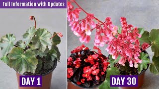 BEST Way to Grow amp Care for Begonia Plant AZ Details with UPDATES [upl. by Tirrej]